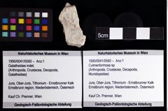 Foto (Objket + Etiketten) von Culmenformosa sp. 